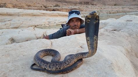  Le Mythe du Maître des Serpents : Un Voyage Enigmatique à Travers la Tradition Vietnamiienne