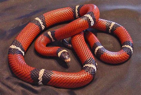  Le Serpent Rouge: Un conte initiatique aux origines lointaines !